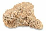 1 1/2 to 2 1/2" Devonian Fossil Tabulate Coral Piece - Photo 3